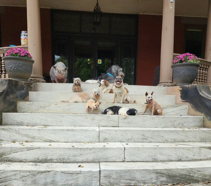 Retiree Is On A Mission To Give Loving Home Exclusively To Senior Dogs In Need