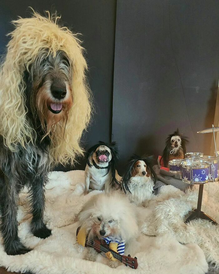 Retiree Is On A Mission To Give Loving Home Exclusively To Senior Dogs In Need