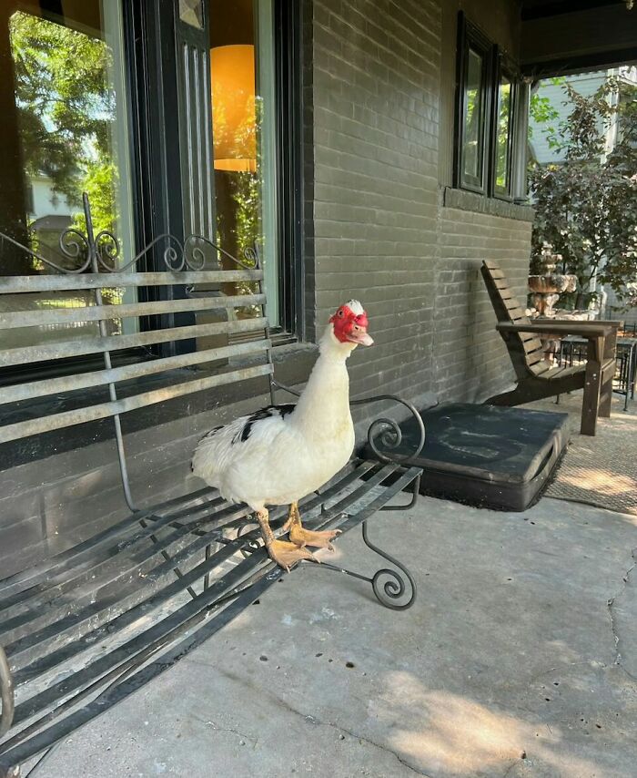 Retiree Is On A Mission To Give Loving Home Exclusively To Senior Dogs In Need