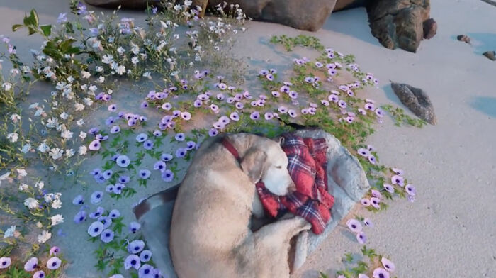 This Man Found A Beautiful Way To Relive The Final Memory With His Dog Who Passed Away This Man Found A Beautiful Way To Relive The Final Memory With His Dog Who Passed Away
