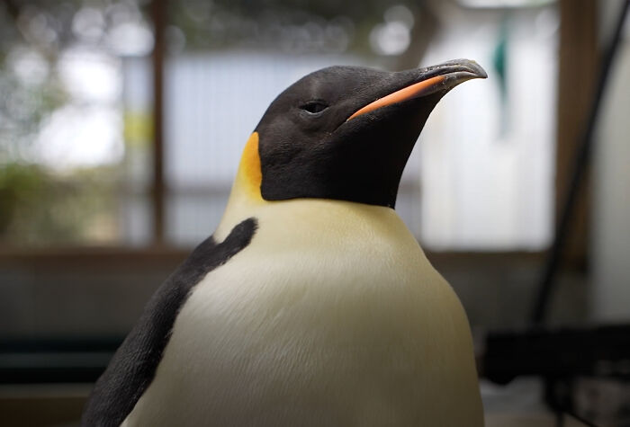 Emperor Penguin Travels Over 2,000 Miles For An Adventure Of A Lifetime