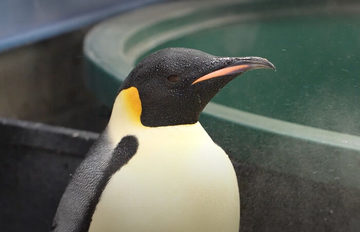 Emperor Penguin Travels Over 2,000 Miles For An Adventure Of A Lifetime