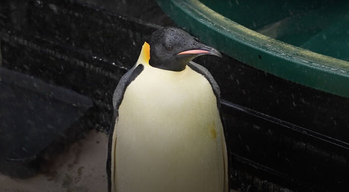 Emperor Penguin Travels Over 2,000 Miles For An Adventure Of A Lifetime