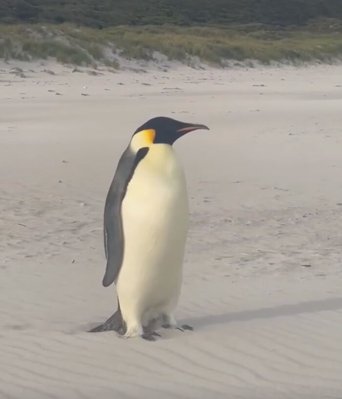 Emperor Penguin Travels Over 2,000 Miles For An Adventure Of A Lifetime