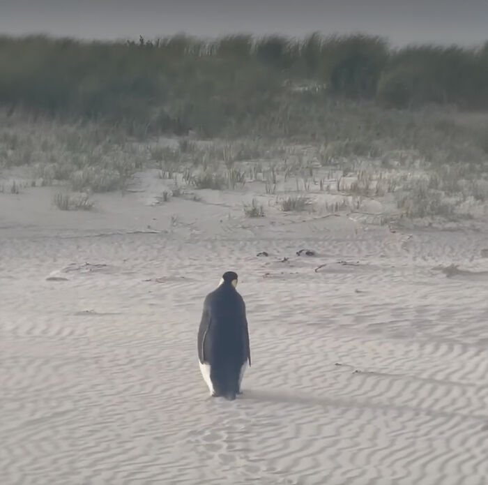 Emperor Penguin Travels Over 2,000 Miles For An Adventure Of A Lifetime