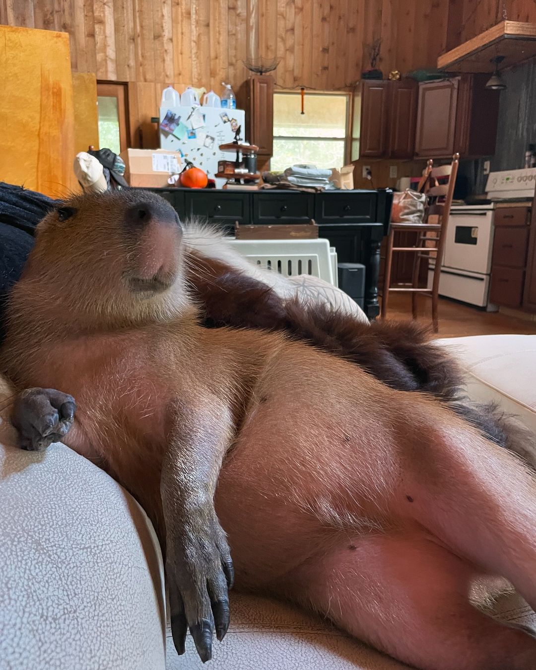 This Astoundingly Adorable Capybara Named Pumpkin Is Melting Hearts All Over The Internet This Astoundingly Adorable Capybara Named Pumpkin Is Melting Hearts All Over The Internet