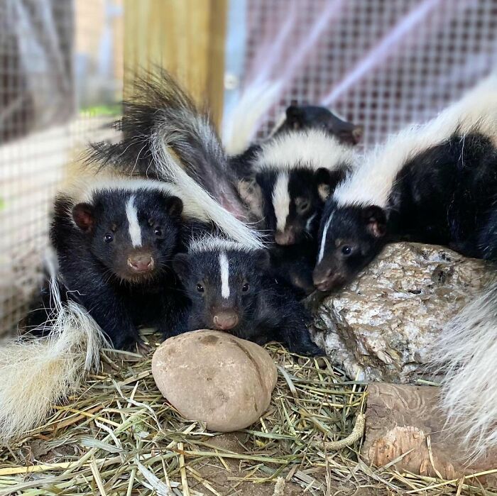 Injured Mama Skunk Ends Up Adopting An Orphan, The Next Day The Rescue Team Finds Her Babies