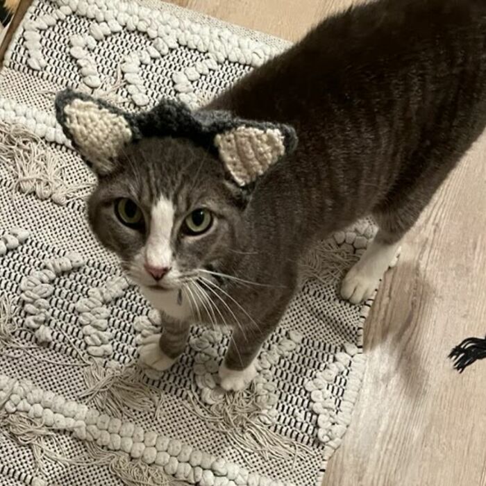 This Rescue Cat Was Missing Her Ears, But Her Family Made Sure To Solve It In A Creative Way