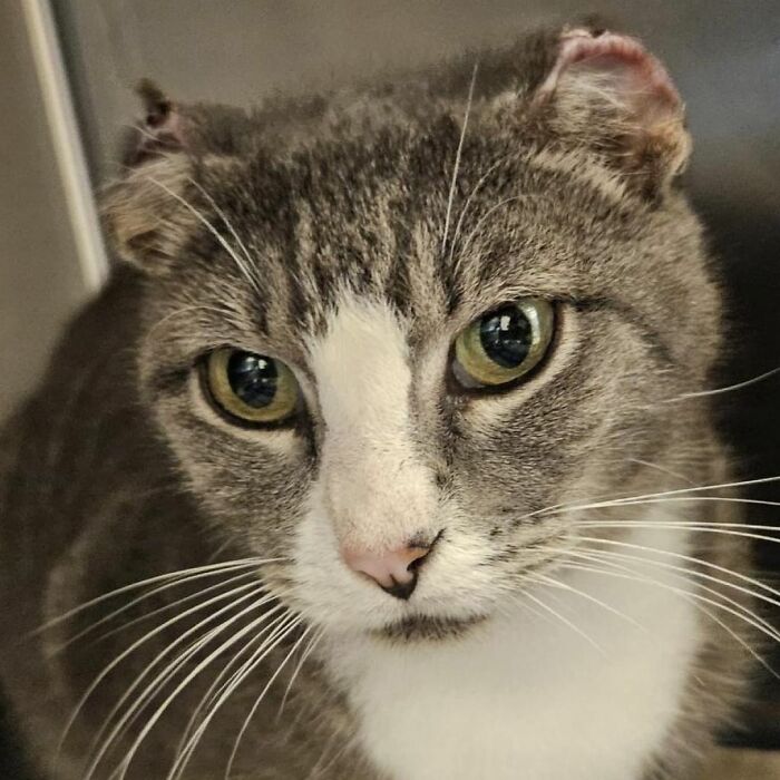 This Rescue Cat Was Missing Her Ears, But Her Family Made Sure To Solve It In A Creative Way