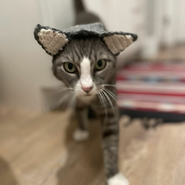 This Rescue Cat Was Missing Her Ears, But Her Family Made Sure To Solve It In A Creative Way