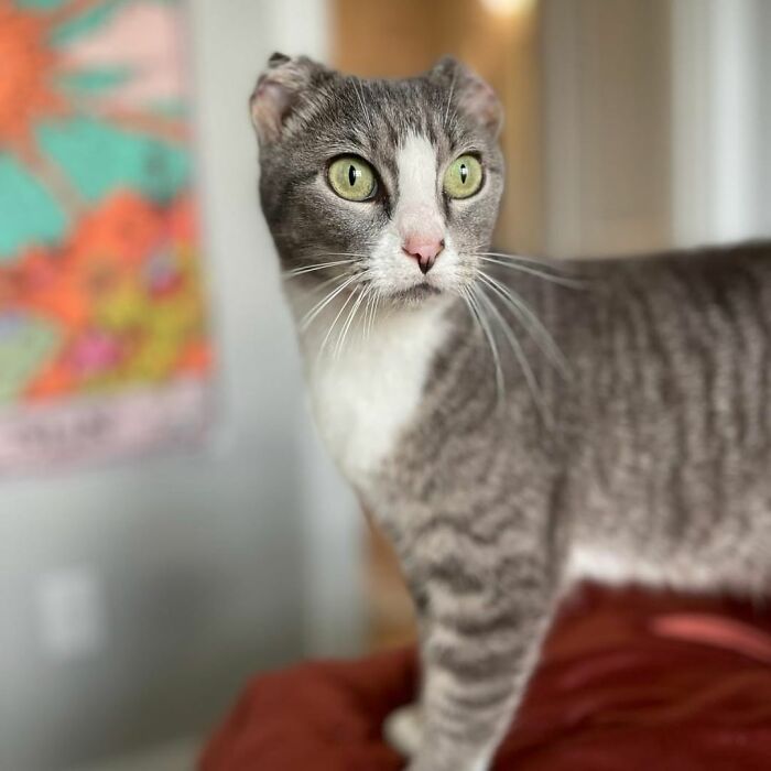 This Rescue Cat Was Missing Her Ears, But Her Family Made Sure To Solve It In A Creative Way