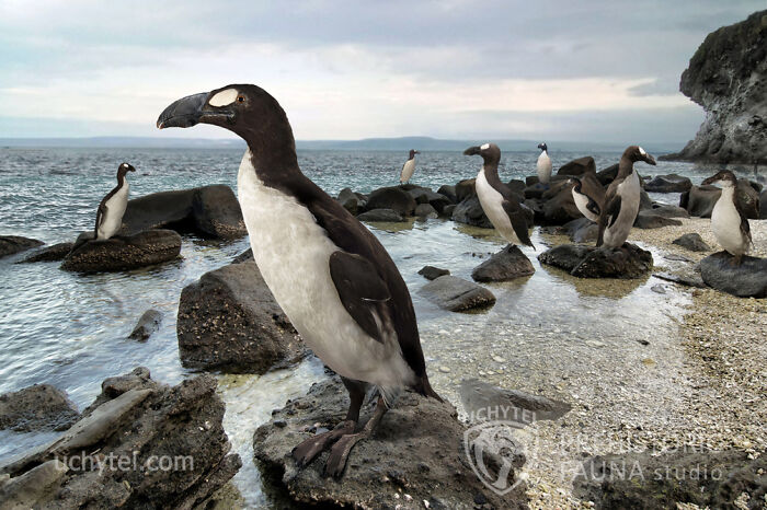 Prehistoric fauna recreated by a paleoartist, depicting ancient birds standing on a rocky shore near the ocean.