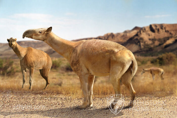 Paleoartist's recreation of prehistoric fauna featuring ancient creatures in a desert landscape.