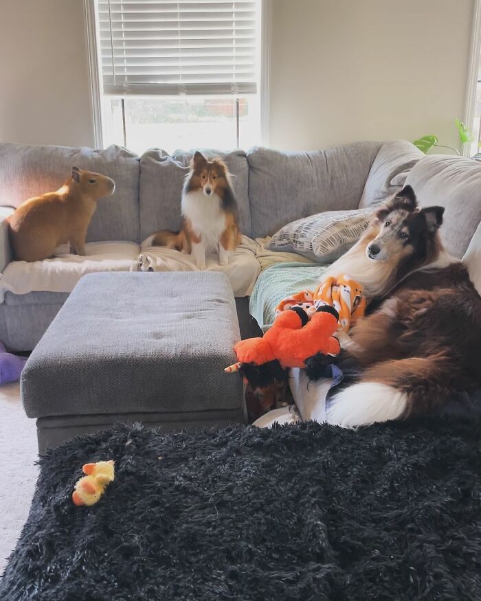 This Astoundingly Adorable Capybara Named Pumpkin Is Melting Hearts All Over The Internet This Astoundingly Adorable Capybara Named Pumpkin Is Melting Hearts All Over The Internet