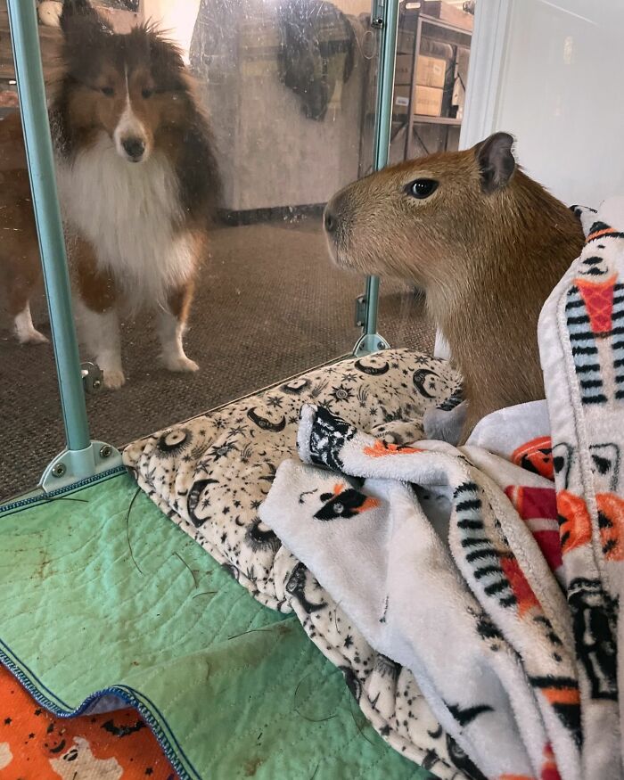 This Astoundingly Adorable Capybara Named Pumpkin Is Melting Hearts All Over The Internet This Astoundingly Adorable Capybara Named Pumpkin Is Melting Hearts All Over The Internet