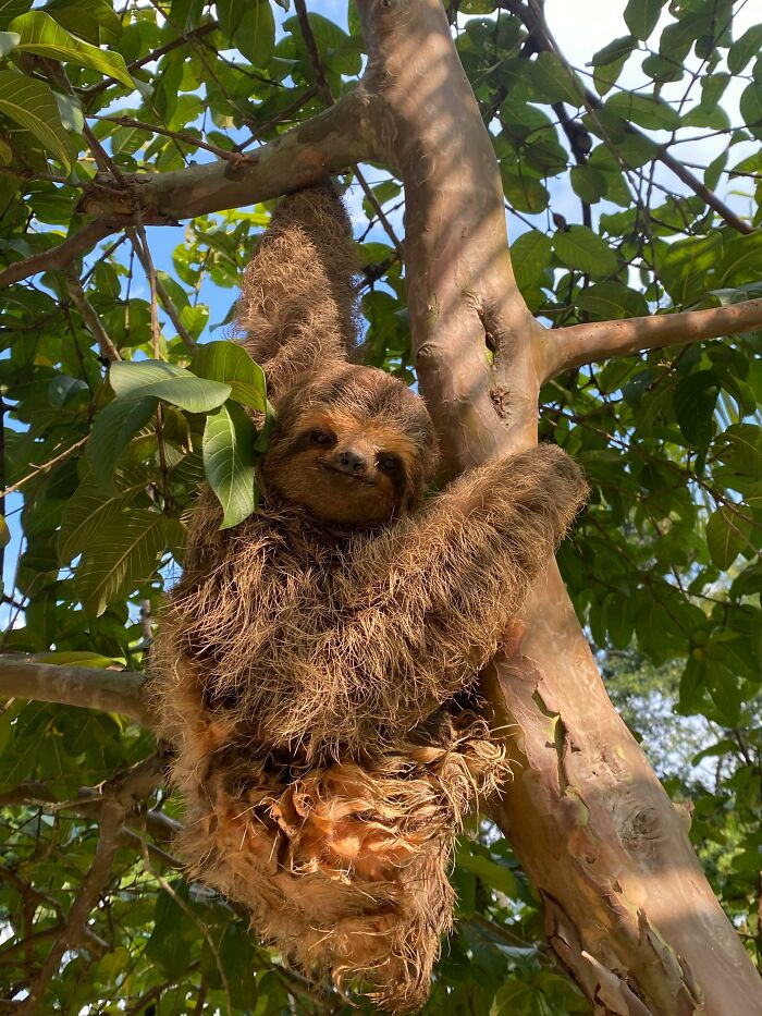Man In Brazil Documented Hilariously Adorable Encounter With A Wild Sloth Man In Brazil Documented Hilariously Adorable Encounter With A Wild Sloth