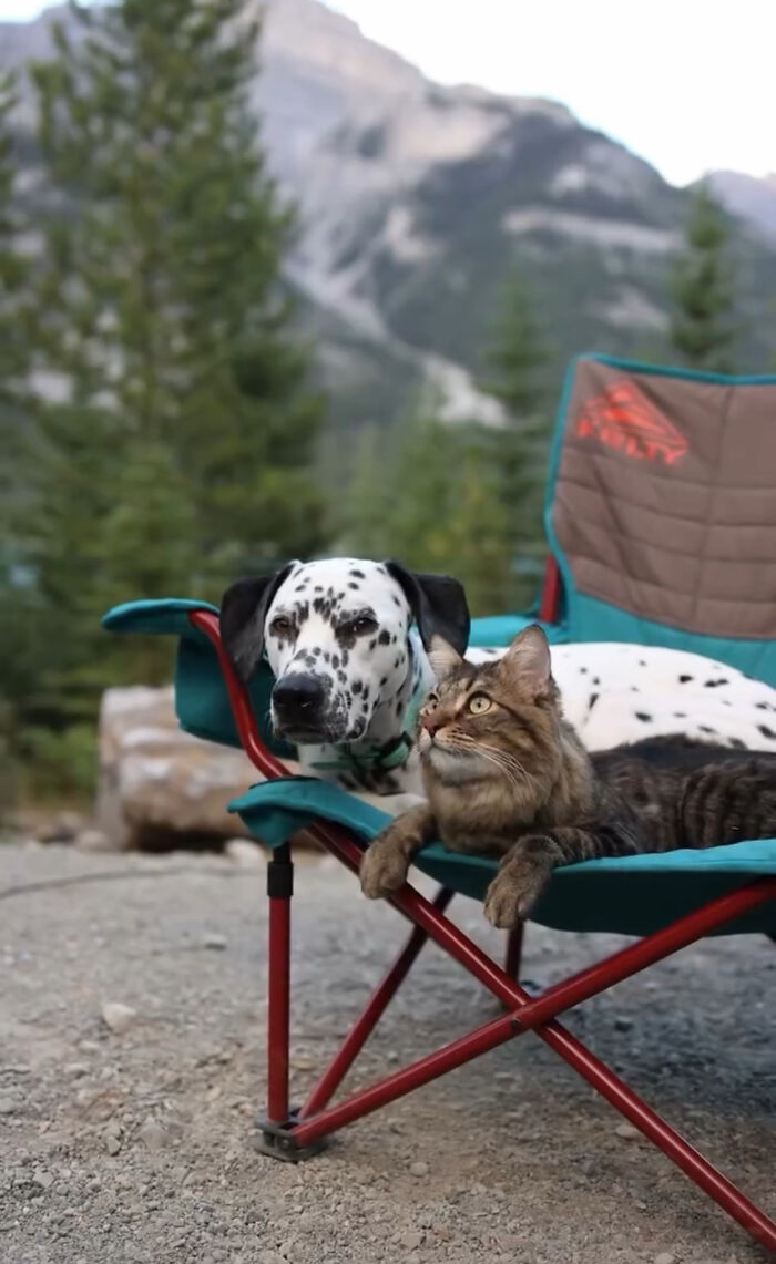 Woman Let Her Dalmatian Keep A Foster Kitten And It Resulted In The Most Beautiful Friendship Woman Let Her Dalmatian Keep A Foster Kitten And It Resulted In The Most Beautiful Friendship
