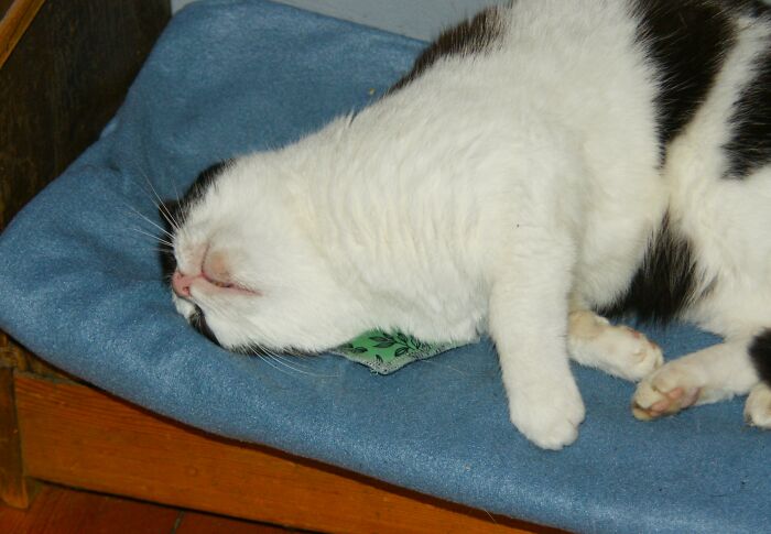 Winnie Loves Her Little Catnip Pillow