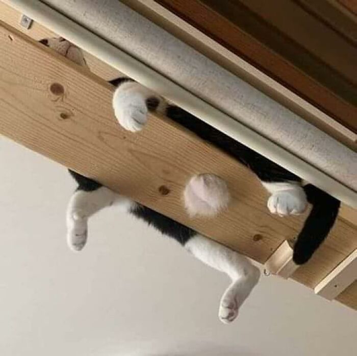 Adorable cat hilariously dangling between wooden beams, showcasing its white paws and black tail.