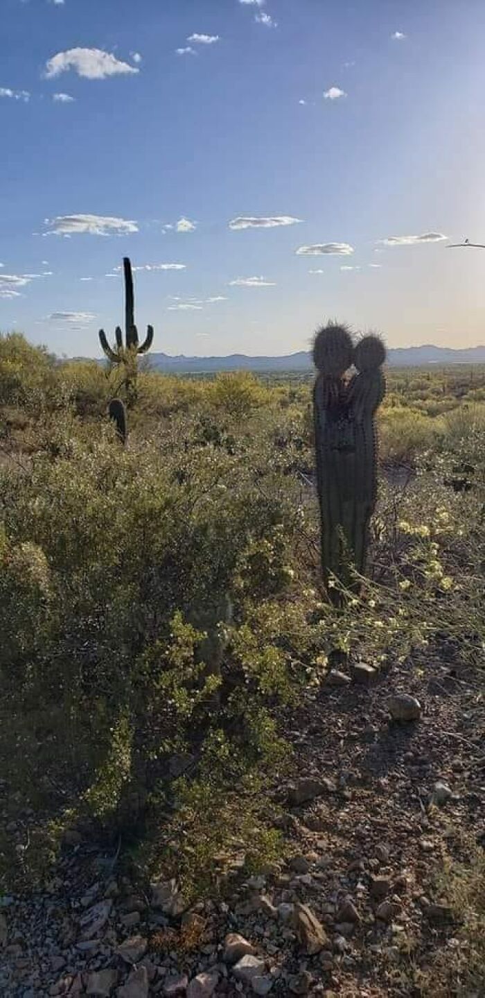 'the Kissing Cactus' 🌵 Near Tucson, Arizona. 💚
