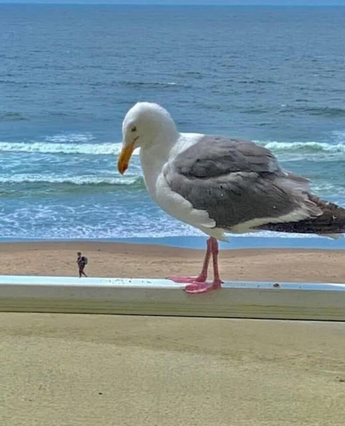 Accidental-Optical-Illusions-Pics