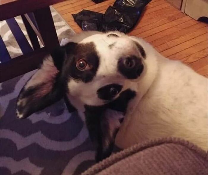 Accidental-Optical-Illusions-Pics