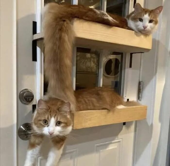 Accidental-Optical-Illusions-Pics