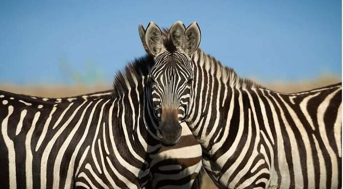 Accidental-Optical-Illusions-Pics