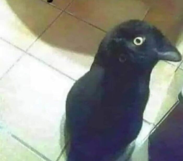 Accidental-Optical-Illusions-Pics