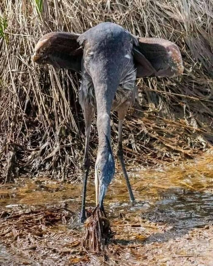 Accidental-Optical-Illusions-Pics