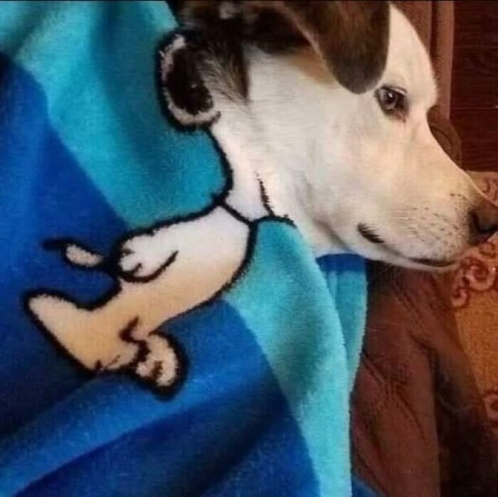 Accidental-Optical-Illusions-Pics