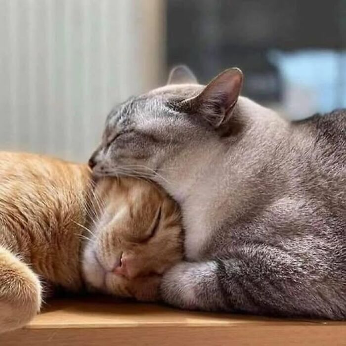 Accidental-Optical-Illusions-Pics