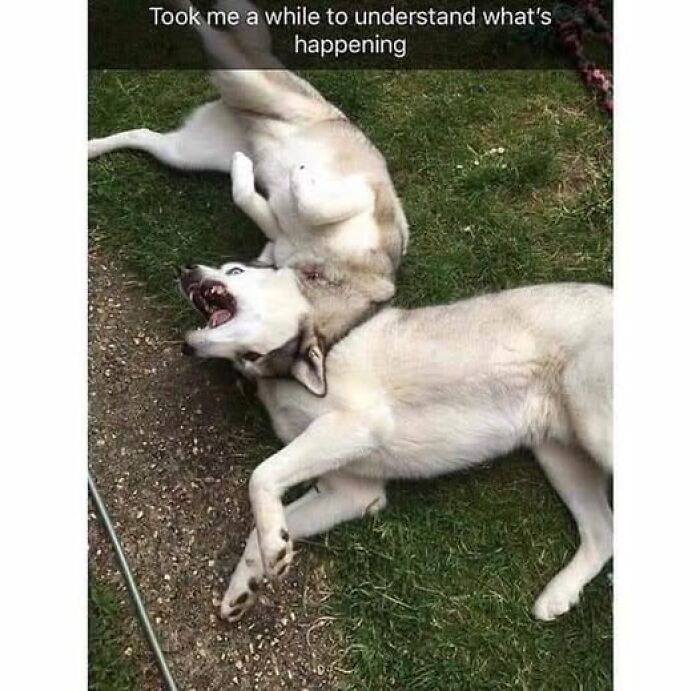 Accidental-Optical-Illusions-Pics