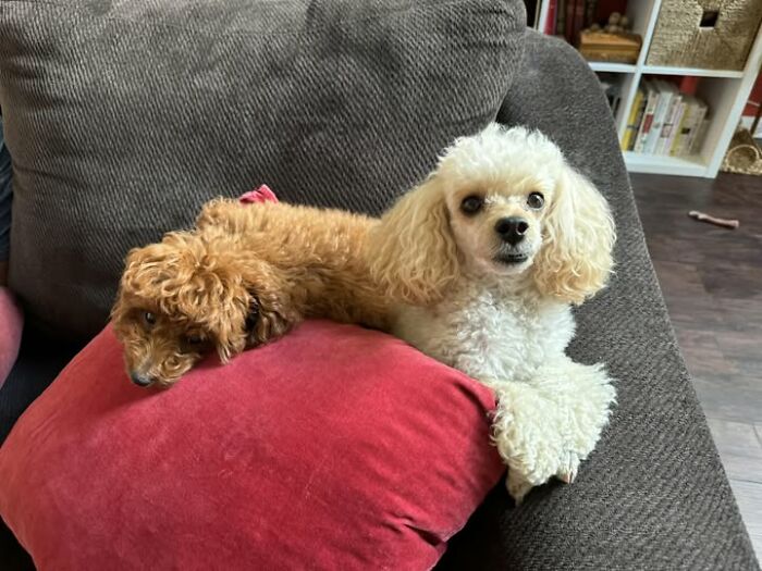 Accidental-Optical-Illusions-Pics