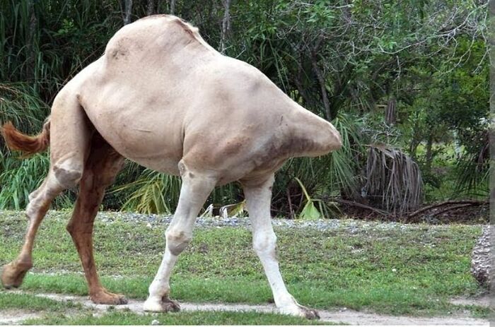 Accidental-Optical-Illusions-Pics