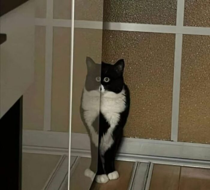 A Cat Playing An Owl