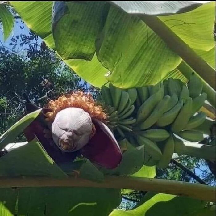 Accidental-Optical-Illusions-Pics