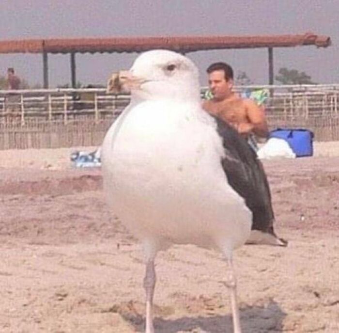 Accidental-Optical-Illusions-Pics