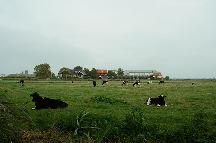 Scenic route with cows grazing in a green field, farmhouses in the background.