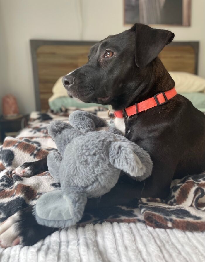 Meet Anna, Probably The World&rsquo;s Loneliest Foster Dog, Who Has Had Her Heart Broken For The 8th Time