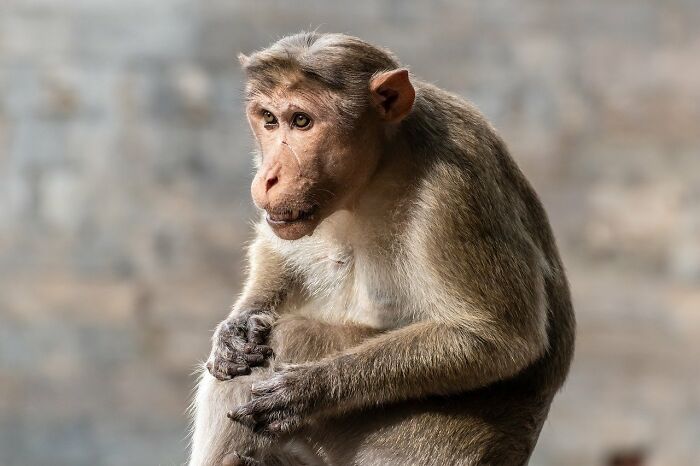 43 Monkeys Escape Research Facility, Police Issue Strict Warning: "They Don't Belong To You" 43 Monkeys Escape Research Facility, Police Issue Strict Warning: "They Don't Belong To You"