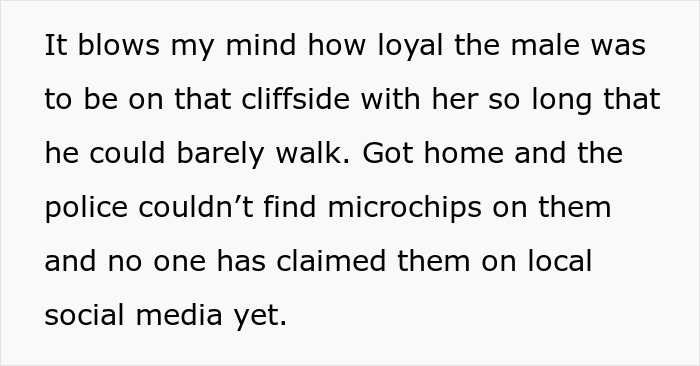 Man Goes For A Walk In The Forest, Returns With A Couple Of Beagles He Found Stuck On A Cliff