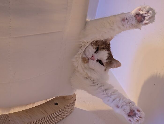 Adorable cat dangling upside down from a chair in a funny position.