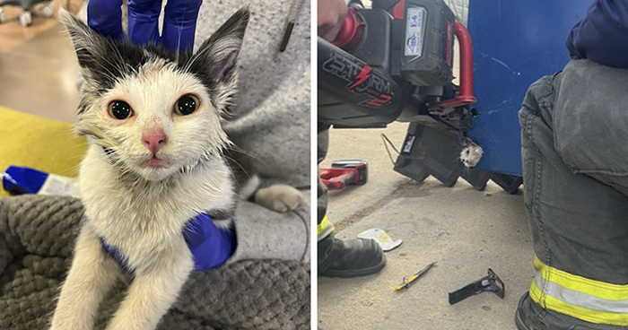 Kitty Trapped In Dumpster Gets Rescued By Firefighters With Heavy Machinery, And Netizens Are Happy