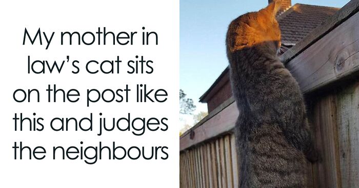 50 Cat Pics From The Online Group Dedicated To Raising People’s Spirits One Kitty At A Time
