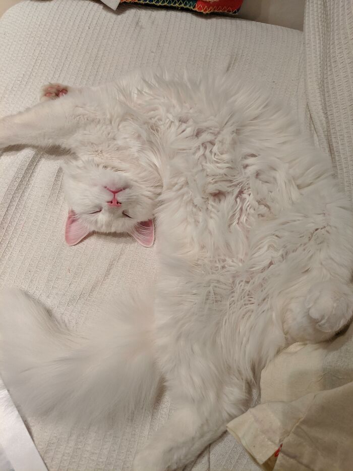 The Softest, Fluffiest Pillow!🥰