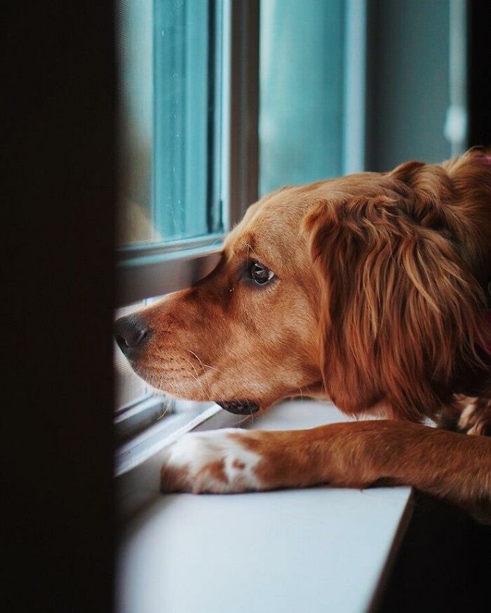 Golden retriever gazing thoughtfully out a window, resting its head on the sill, evoking emotions.