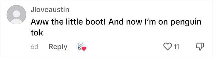 Periwinkle The Penguin Takes Over The Internet As He Thrives After A Rough Start, Defying All Odds Periwinkle The Penguin Takes Over The Internet As He Thrives After A Rough Start, Defying All Odds