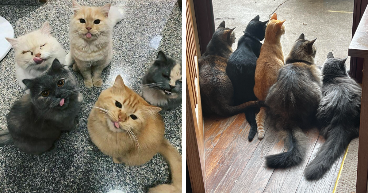 50 Adorables fotos de gatos que se han reunido para conspirar
