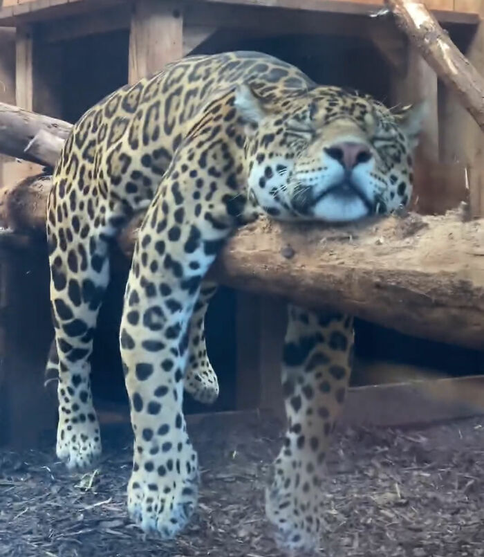 Adorable jaguar in a hilarious dangling position, draped over a log with a relaxed expression.